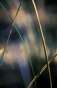 ABZ - Grasses 2